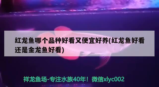 紅龍魚(yú)哪個(gè)品種好看又便宜好養(yǎng)(紅龍魚(yú)好看還是金龍魚(yú)好看) 熊貓異形魚(yú)L46