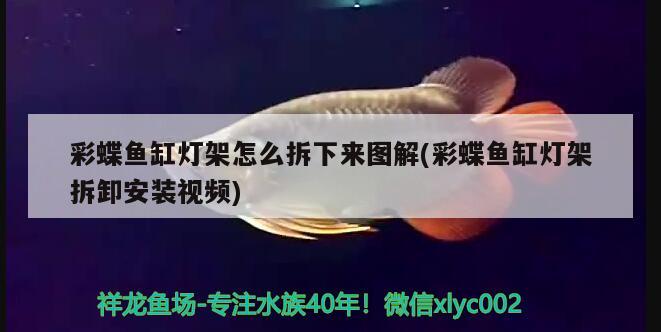 彩蝶魚缸燈架怎么拆下來圖解(彩蝶魚缸燈架拆卸安裝視頻) 玫瑰銀版魚