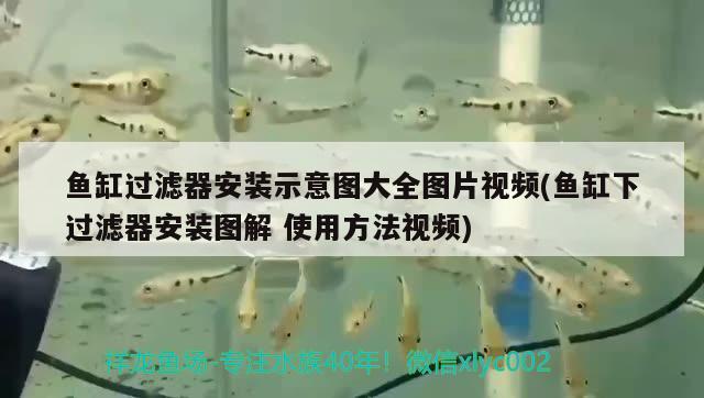 魚缸過濾器安裝示意圖大全圖片視頻(魚缸下過濾器安裝圖解使用方法視頻)