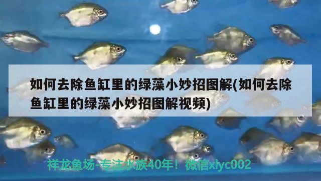 如何去除魚缸里的綠藻小妙招圖解(如何去除魚缸里的綠藻小妙招圖解視頻)