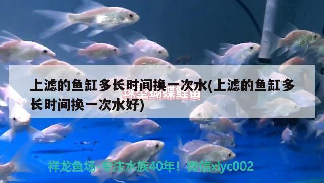 上濾的魚缸多長時間換一次水(上濾的魚缸多長時間換一次水好) 黃吉金龍（白子金龍魚）