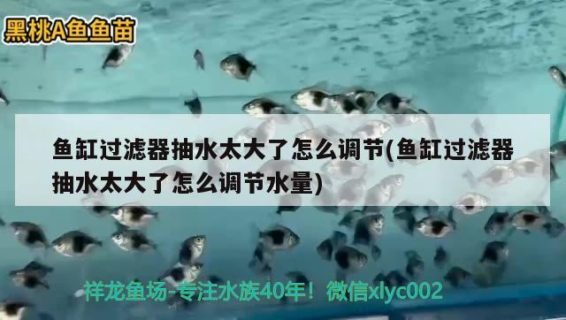 魚缸過濾器抽水太大了怎么調節(jié)(魚缸過濾器抽水太大了怎么調節(jié)水量)