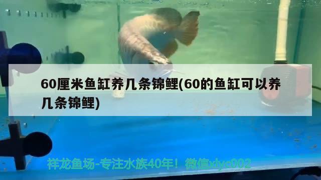 60厘米魚缸養(yǎng)幾條錦鯉(60的魚缸可以養(yǎng)幾條錦鯉) 馬拉莫寶石魚