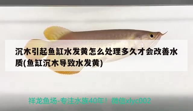 沉木引起魚缸水發(fā)黃怎么處理多久才會(huì)改善水質(zhì)(魚缸沉木導(dǎo)致水發(fā)黃) 和尚魚