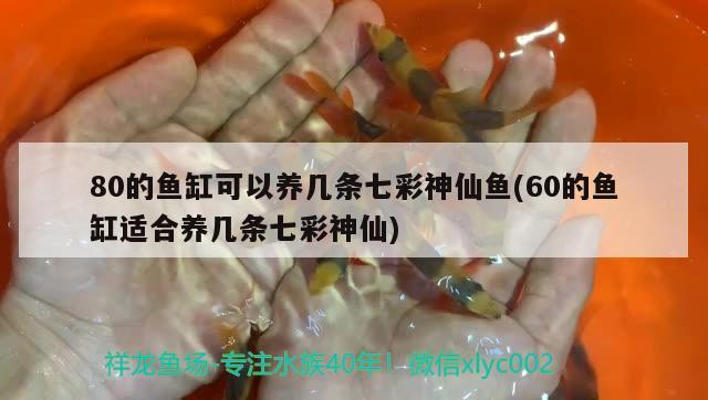 80的魚缸可以養(yǎng)幾條七彩神仙魚(60的魚缸適合養(yǎng)幾條七彩神仙)