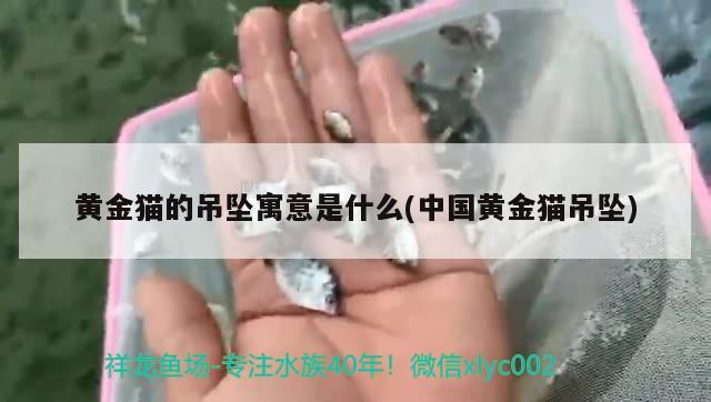 黃金貓的吊墜寓意是什么(中國黃金貓吊墜) 黃金貓魚