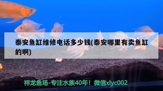 泰安魚缸維修電話多少錢(泰安哪里有賣魚缸的啊) 黃金招財(cái)貓魚