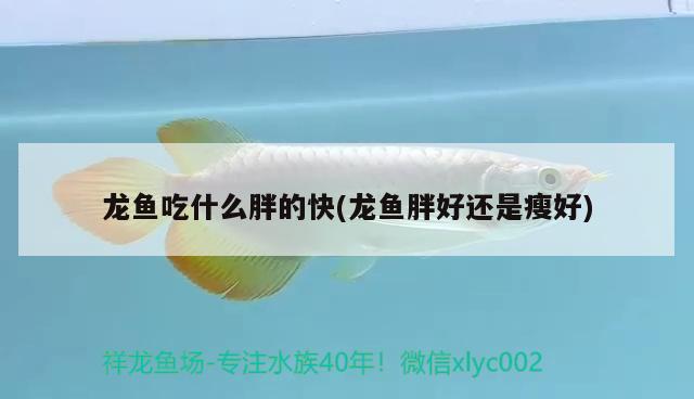 龍魚吃什么胖的快(龍魚胖好還是瘦好) 球鯊魚