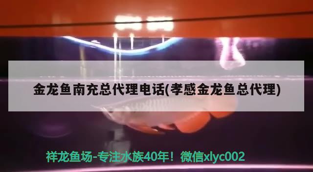 金龍魚南充總代理電話(孝感金龍魚總代理) 水族雜談