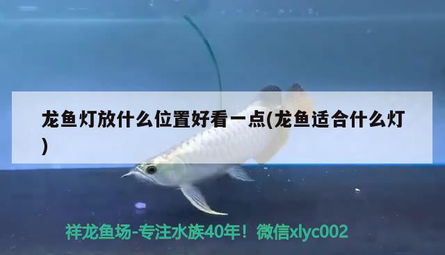 龍魚燈放什么位置好看一點(diǎn)(龍魚適合什么燈) 黑白雙星