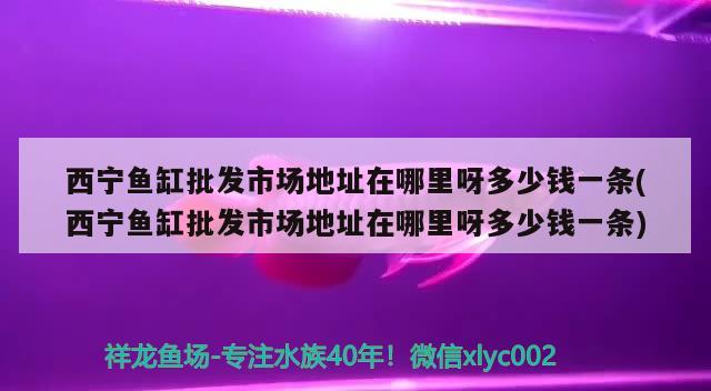 西寧魚缸批發(fā)市場(chǎng)地址在哪里呀多少錢一條(西寧魚缸批發(fā)市場(chǎng)地址在哪里呀多少錢一條) 白化火箭魚