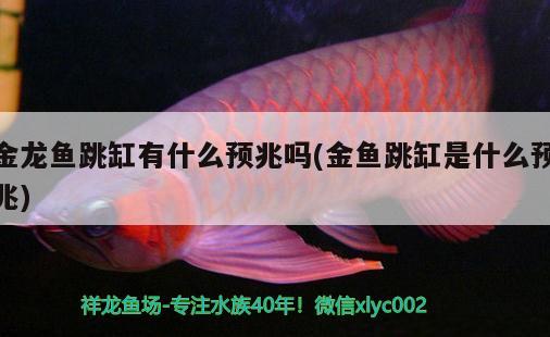 金龍魚(yú)跳缸有什么預(yù)兆嗎(金魚(yú)跳缸是什么預(yù)兆)