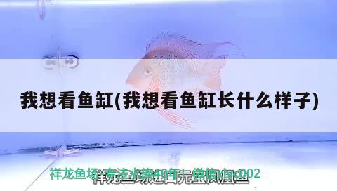 我想看魚缸(我想看魚缸長什么樣子) 龍鳳鯉魚