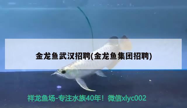 金龍魚武漢招聘(金龍魚集團(tuán)招聘)