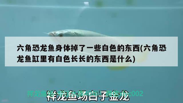 六角恐龍魚身體掉了一些白色的東西(六角恐龍魚缸里有白色長長的東西是什么) 哥倫比亞巨暴魚苗