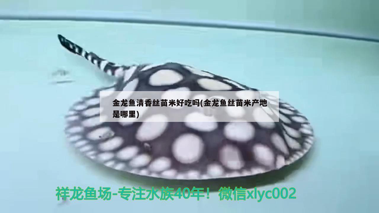 金龍魚清香絲苗米好吃嗎(金龍魚絲苗米產地是哪里) 刀魚魚