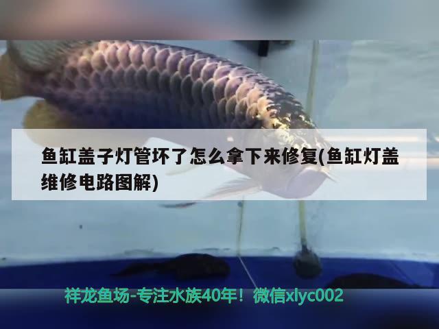 魚缸蓋子燈管壞了怎么拿下來修復(fù)(魚缸燈蓋維修電路圖解) 祥龍水族護(hù)理水