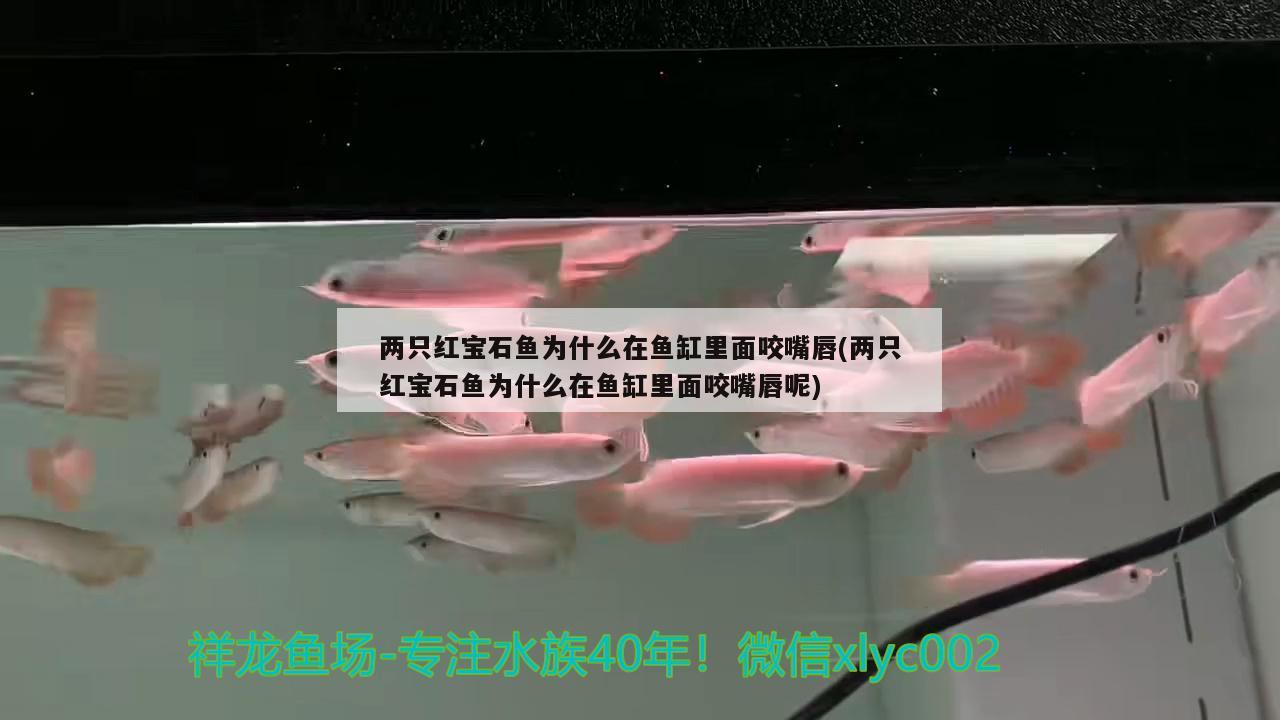 兩只紅寶石魚為什么在魚缸里面咬嘴唇(兩只紅寶石魚為什么在魚缸里面咬嘴唇呢) 翡翠鳳凰魚 第2張