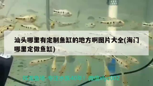 汕頭哪里有定制魚缸的地方啊圖片大全(海門哪里定做魚缸) 硝化細菌