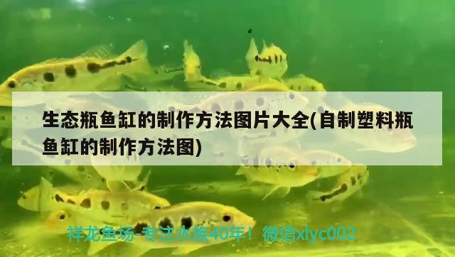 生態(tài)瓶魚缸的制作方法圖片大全(自制塑料瓶魚缸的制作方法圖) 大湖紅龍魚