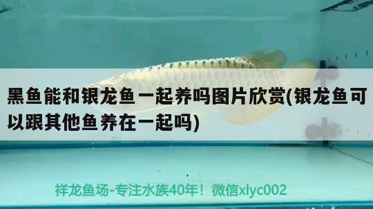 黑魚能和銀龍魚一起養(yǎng)嗎圖片欣賞(銀龍魚可以跟其他魚養(yǎng)在一起嗎) 銀龍魚百科