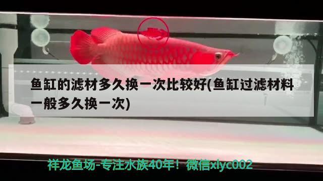 魚缸的濾材多久換一次比較好(魚缸過濾材料一般多久換一次)