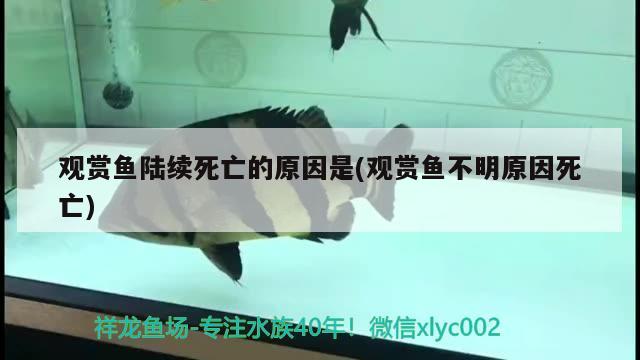 觀賞魚陸續(xù)死亡的原因是(觀賞魚不明原因死亡) 鴨嘴鯊魚