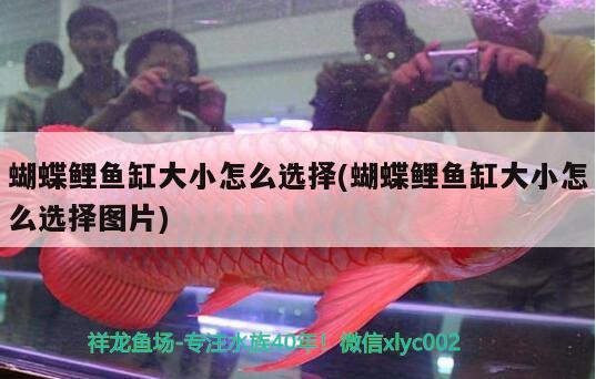 蝴蝶鯉魚缸大小怎么選擇(蝴蝶鯉魚缸大小怎么選擇圖片) 蝴蝶鯉