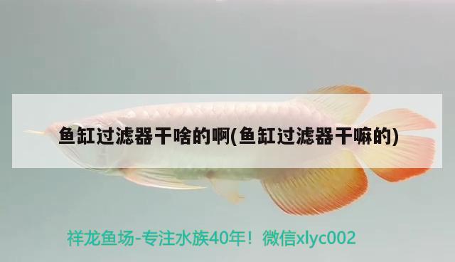 魚(yú)缸過(guò)濾器干啥的啊(魚(yú)缸過(guò)濾器干嘛的) 杰西卡恐龍魚(yú)