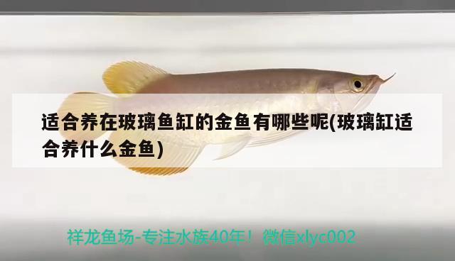 適合養(yǎng)在玻璃魚缸的金魚有哪些呢(玻璃缸適合養(yǎng)什么金魚)