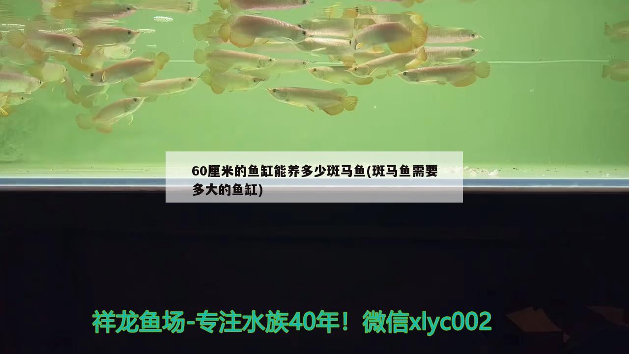 60厘米的魚(yú)缸能養(yǎng)多少斑馬魚(yú)(斑馬魚(yú)需要多大的魚(yú)缸) 圖騰金龍魚(yú)