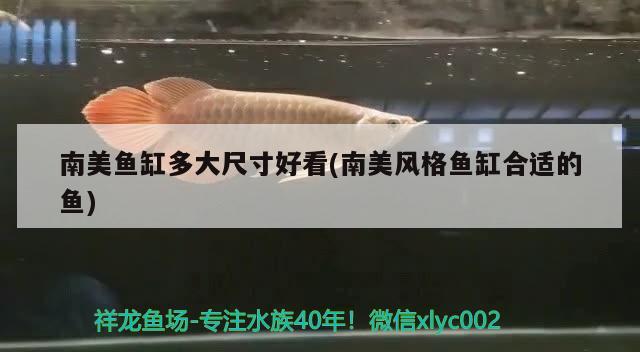 南美魚缸多大尺寸好看(南美風(fēng)格魚缸合適的魚)