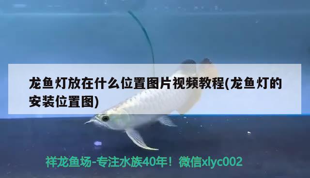 龍魚燈放在什么位置圖片視頻教程(龍魚燈的安裝位置圖) 溫控設(shè)備