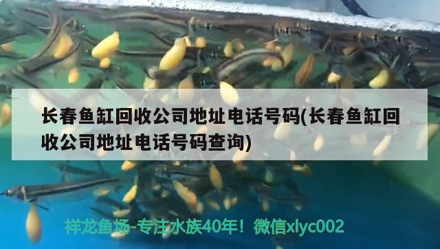 長春魚缸回收公司地址電話號碼(長春魚缸回收公司地址電話號碼查詢)