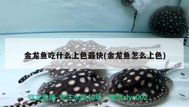 金龍魚吃什么上色最快(金龍魚怎么上色) 蘇虎