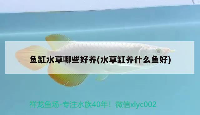 魚缸水草哪些好養(yǎng)(水草缸養(yǎng)什么魚好) 水草