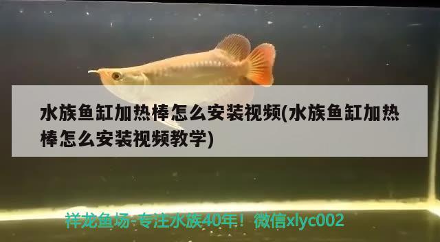 水族魚缸加熱棒怎么安裝視頻(水族魚缸加熱棒怎么安裝視頻教學(xué)) 龍魚專用燈