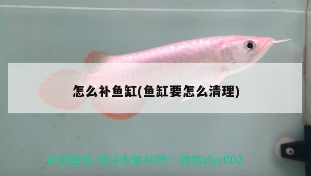 怎么補魚缸(魚缸要怎么清理) 藍帆三間魚