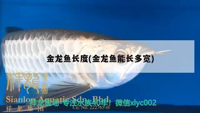 金龍魚長度(金龍魚能長多寬)