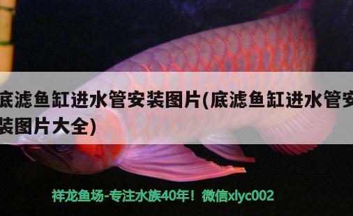 底濾魚缸進(jìn)水管安裝圖片(底濾魚缸進(jìn)水管安裝圖片大全) 夢幻雷龍魚