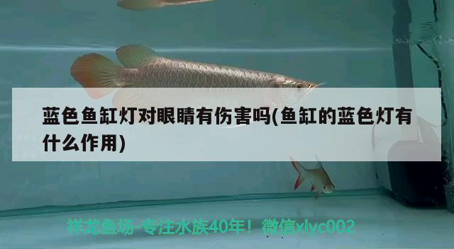 藍(lán)色魚(yú)缸燈對(duì)眼睛有傷害嗎(魚(yú)缸的藍(lán)色燈有什么作用) 藍(lán)底過(guò)背金龍魚(yú)