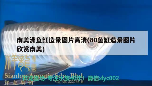 南美洲魚缸造景圖片高清(80魚缸造景圖片欣賞南美) 黑影道人魚