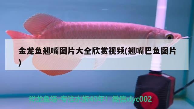 金龍魚翹嘴圖片大全欣賞視頻(翹嘴巴魚圖片)