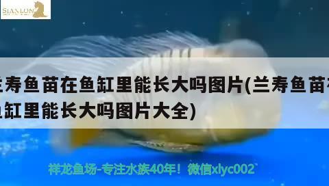 蘭壽魚(yú)苗在魚(yú)缸里能長(zhǎng)大嗎圖片(蘭壽魚(yú)苗在魚(yú)缸里能長(zhǎng)大嗎圖片大全) 黃金河虎魚(yú)