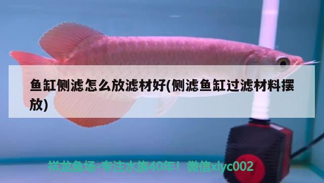 魚缸側(cè)濾怎么放濾材好(側(cè)濾魚缸過濾材料擺放) 野彩魚 第2張