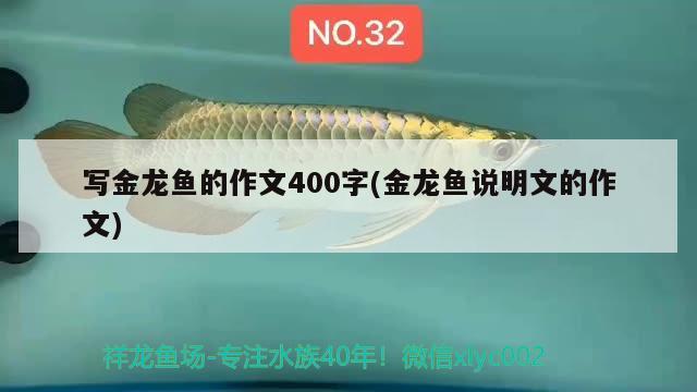 寫金龍魚的作文400字(金龍魚說(shuō)明文的作文) 雪龍魚