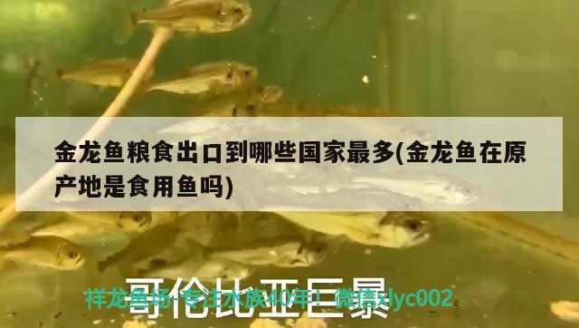 金龍魚糧食出口到哪些國家最多(金龍魚在原產(chǎn)地是食用魚嗎)