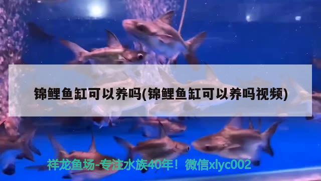 錦鯉魚缸可以養(yǎng)嗎(錦鯉魚缸可以養(yǎng)嗎視頻) 藍底過背金龍魚 第2張