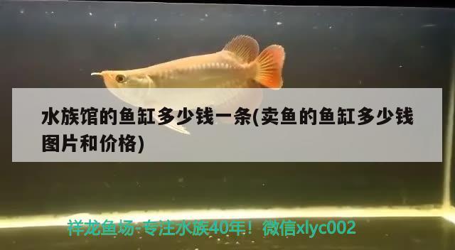 水族館的魚缸多少錢一條(賣魚的魚缸多少錢圖片和價格) BD魟魚