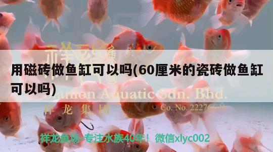 用磁磚做魚(yú)缸可以嗎(60厘米的瓷磚做魚(yú)缸可以嗎)